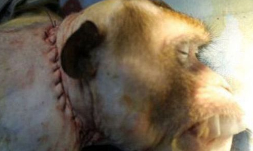 Medical team's animal head transplant experiment results are difficult to recognize