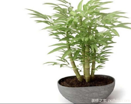 å¯Œè´µç«¹æ€Žä¹ˆå…»