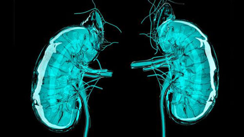 Harvard medical scientists have discovered that 3D printed kidneys are close to real features