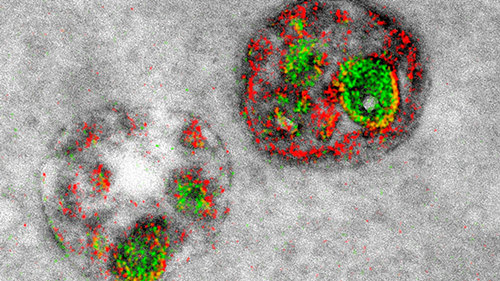 Medical electron microscopes produce colorful and colorful cell images for the first time