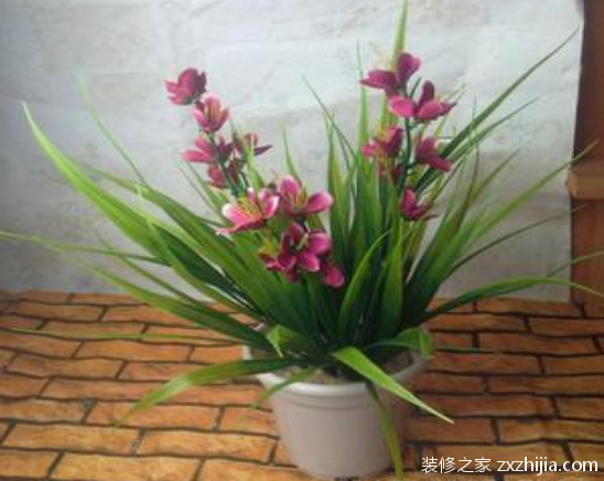 å‰‘å…°çš„å…»æ®–æ–¹æ³•