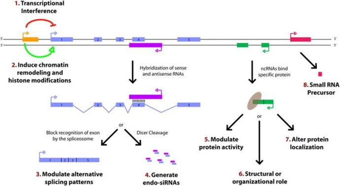 The first discovery of the molecular mechanism of self-renewing lncRNA in China
