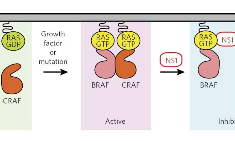 Researchers at the University of Chicago found that inhibition of RAS function can effectively prevent cancer mutations in cancer patients