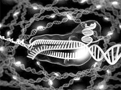 US Biomedical Research Institute successfully develops non-dividing cell gene editing technology