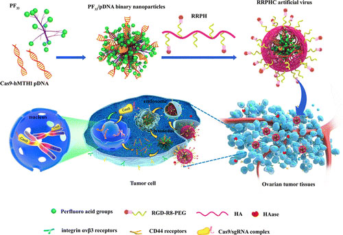 Sichuan University has made new progress in artificial genetic editing CRISPR-Cas9 for the first time