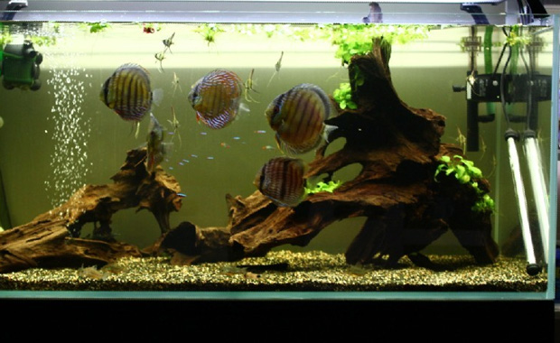 Use of sinking wood in a fish tank