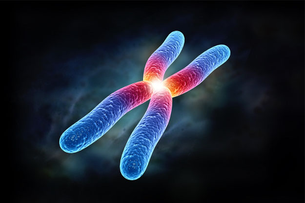 The scientists of the United Kingdom, Japan, and the United States first painted the three-dimensional structure of human chromosomes.