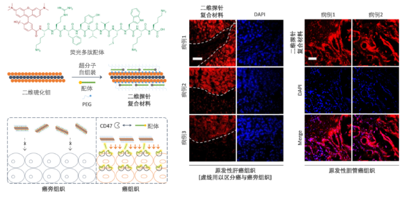 East China University of Science and Technology provides efficient detection of new molecular probe tools