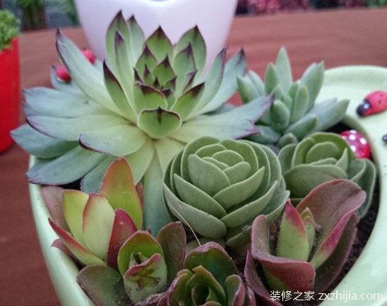 è§‚éŸ³èŽ²æ€Žä¹ˆå…»æ®–