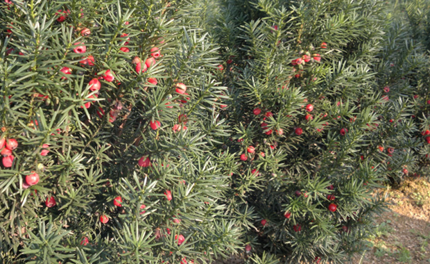 The efficacy and role of yew