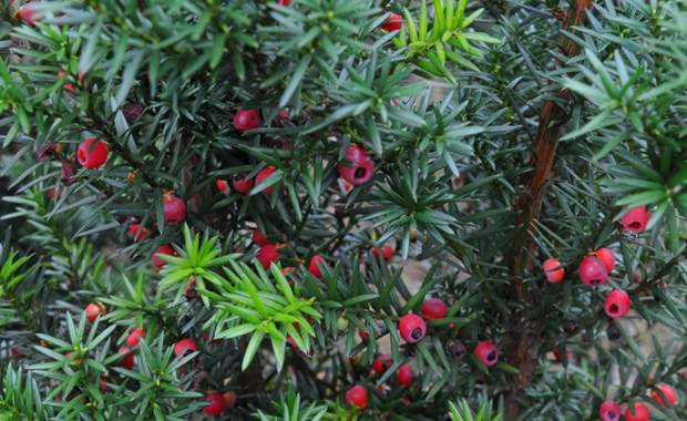 The efficacy and role of yew