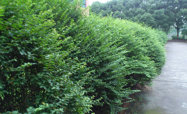 The difference between shrubs and trees