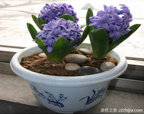 é£Žä¿¡å­çš„èŠ±è¯­æ˜¯ä»€ä¹ˆ