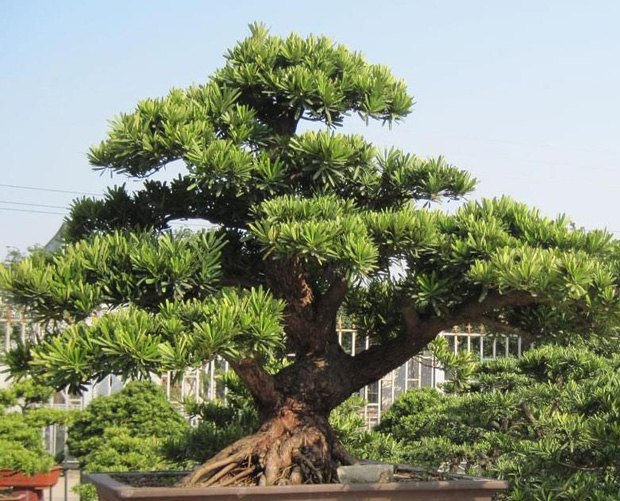 Japanese culture method and value of Podocarpus