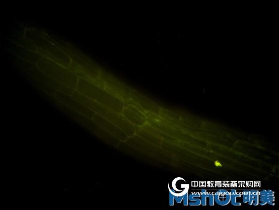 MF43LED fluorescence microscope for plant fluorescent protein research