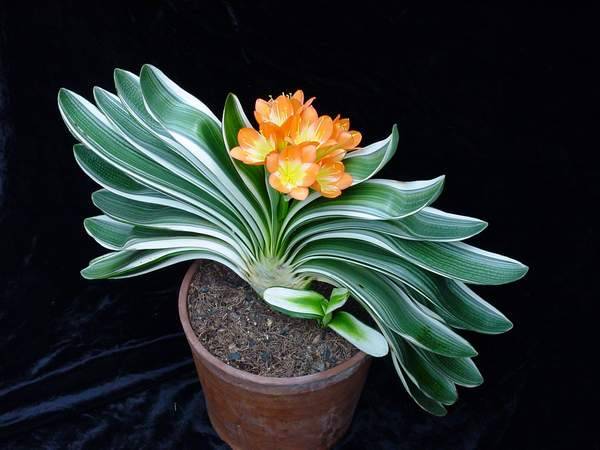 How to do the Gentleman's rotten root and the picture of Clivia