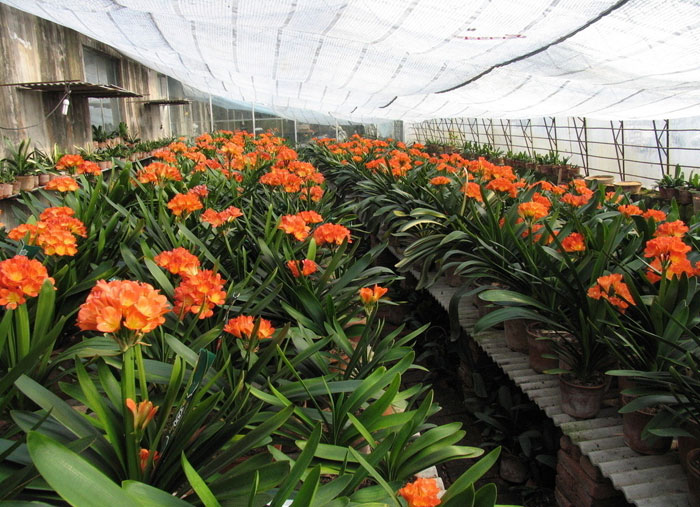 How to do the Gentleman's rotten root and the picture of Clivia