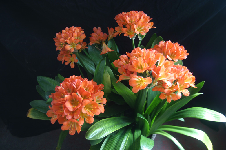 How to do the Gentleman's rotten root and the picture of Clivia