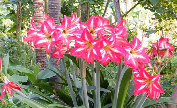 How to do the Gentleman's rotten root and the picture of Clivia