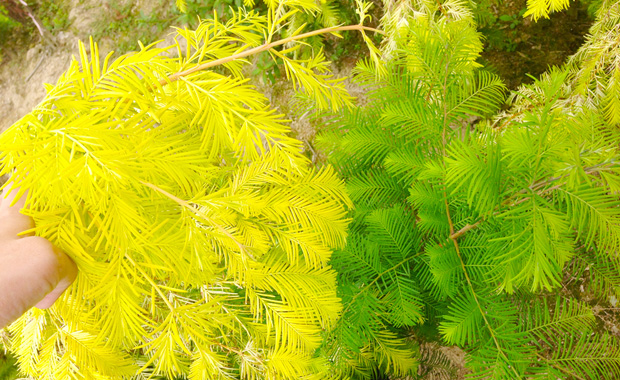 Introduction and cultivation of Metasequoia chinensis and display of Metasequoia