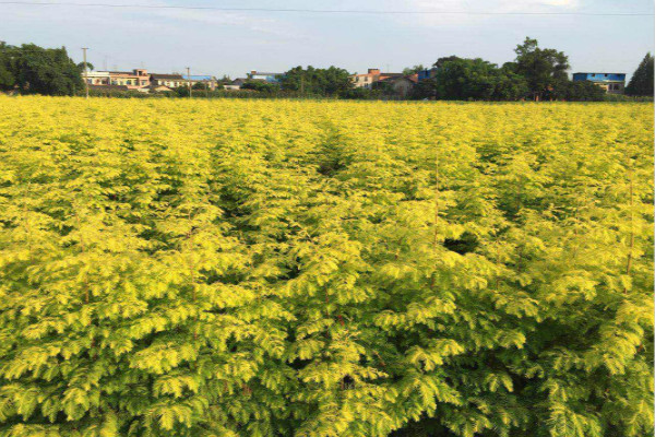 Introduction and cultivation of Metasequoia chinensis and display of Metasequoia