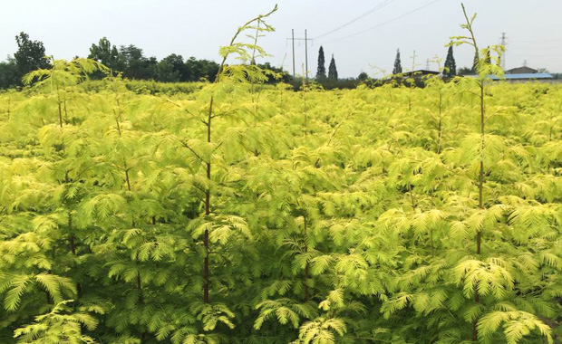 Introduction and cultivation of Metasequoia chinensis and display of Metasequoia