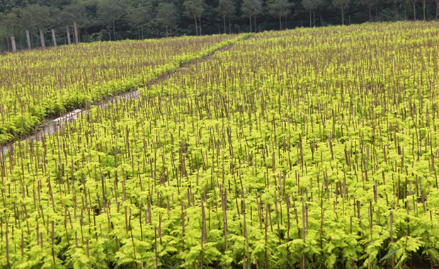 Introduction and cultivation of Metasequoia chinensis and display of Metasequoia