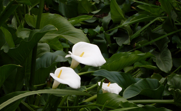 Calla lily culture method and calla lily picture display