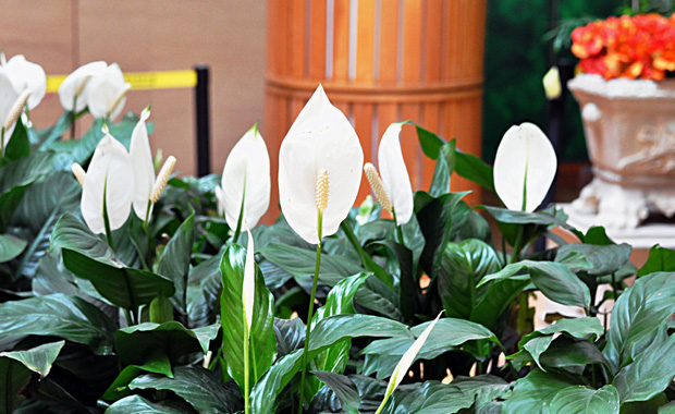 Calla lily culture method and calla lily picture display