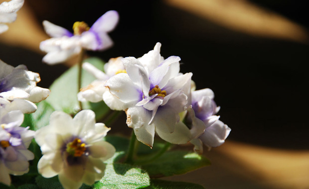 African alfalfa farming method