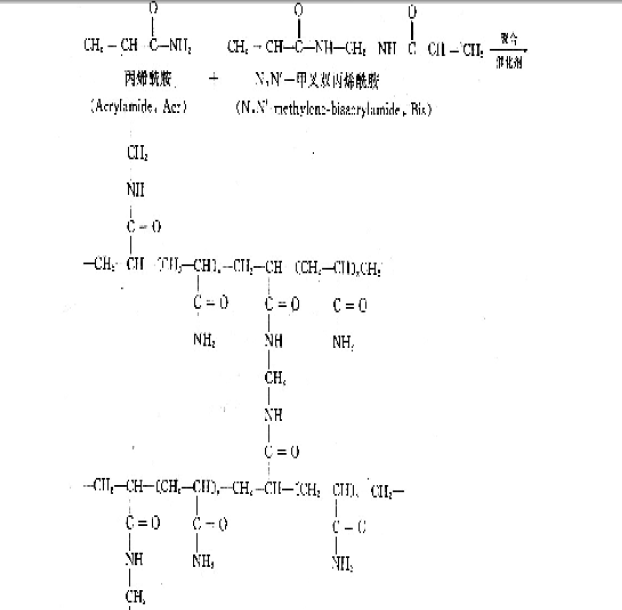 Polyacrylamide gel electrophoresis