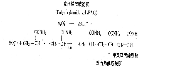Polyacrylamide gel electrophoresis