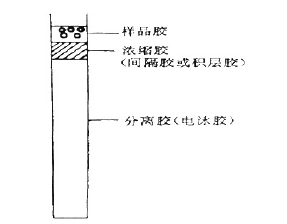 Polyacrylamide gel electrophoresis