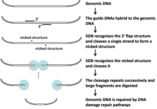 The latest generation of gene editing technology came out in Nanda: allegedly surpassed Han Chunyu