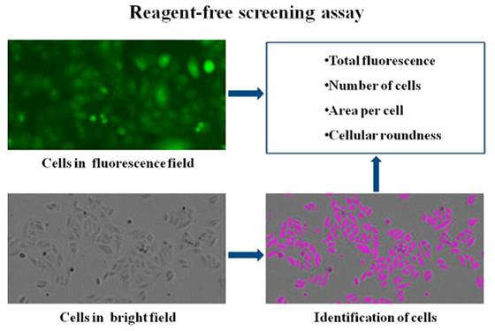 Evaluation of the effects of compounds on the proliferation and morphology of Hela-GFP cells by marker-free screening assay