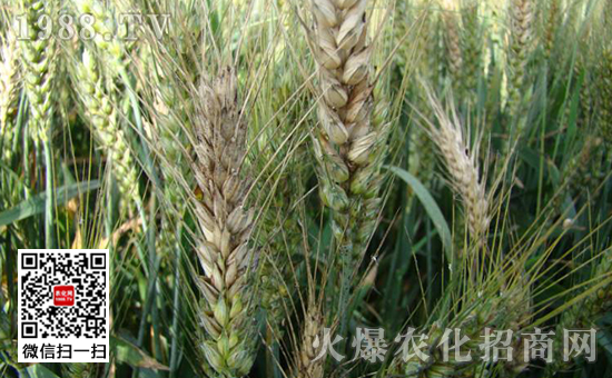 What are the misunderstandings of wheat scab?