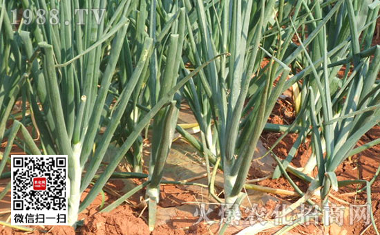 What are the symptoms of onion downy mildew? Prevention and treatment method of onion downy mildew