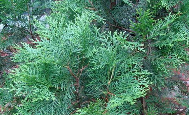 The efficacy and function of arborvitae leaves