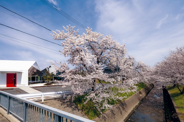 Passing through the cafes in the cherry blossoms of the sky