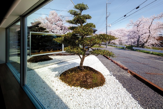 Passing through the cafes in the cherry blossoms of the sky