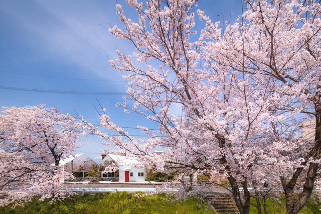 Passing through the cafes in the cherry blossoms of the sky
