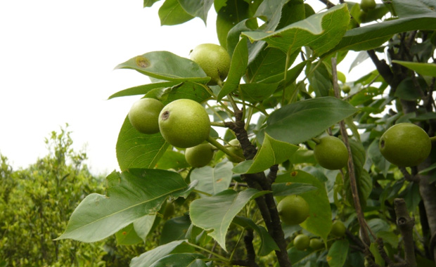 æ¢¨æ ‘ç§æ¤æ–¹æ³•ä»‹ç»