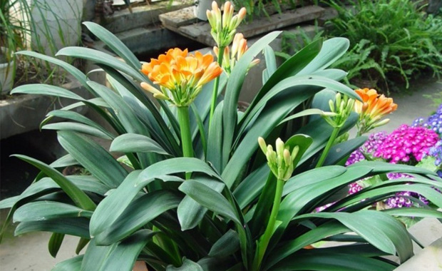Method of changing the pot of Clivia