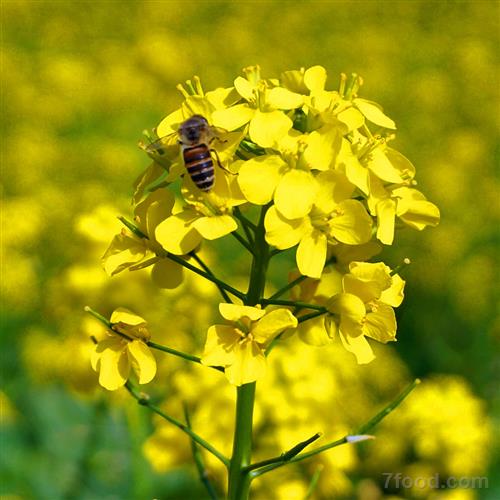 æ²¹èœèŠ±