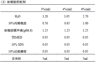 SDS-polyacrylamide gel electrophoresis (PAGE)