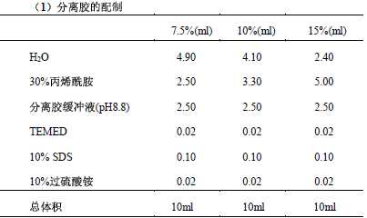 SDS-polyacrylamide gel electrophoresis (PAGE)