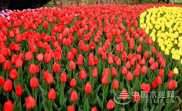 Tulip culture method