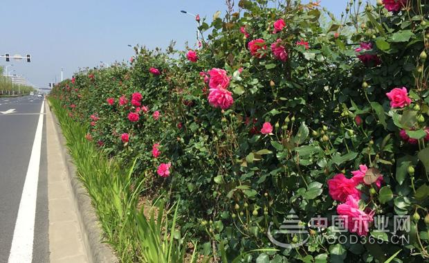 Vineyard's breeding method and price introduction of Fujimoto's rose