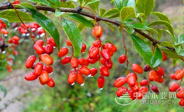 å±±èŒ±è¸çš„åº”ç”¨å’Œå±±èŒ±è¸ä»·æ ¼ä»‹ç»