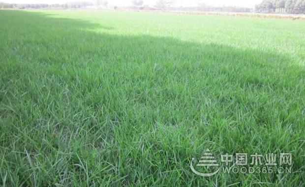 å¤©å ‚è‰ç§æ¤å’Œå…»æŠ¤æ–¹æ³•ä»‹ç»